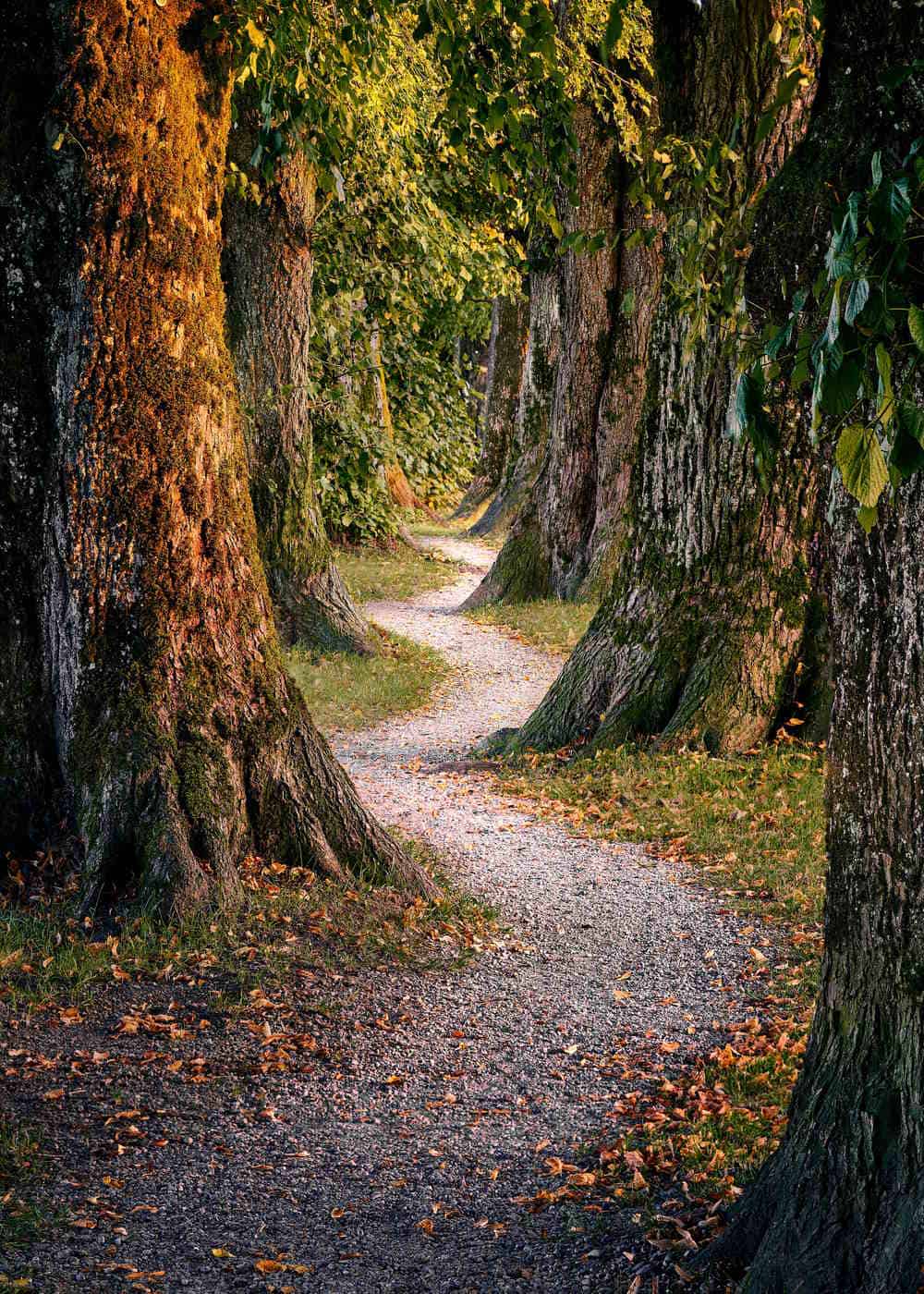 A winding, tree-lined path.